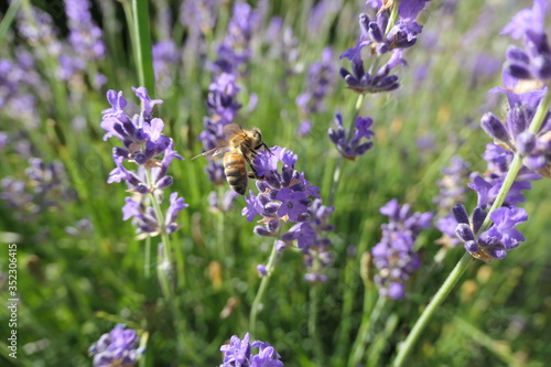 abeille sur un brin de lavande