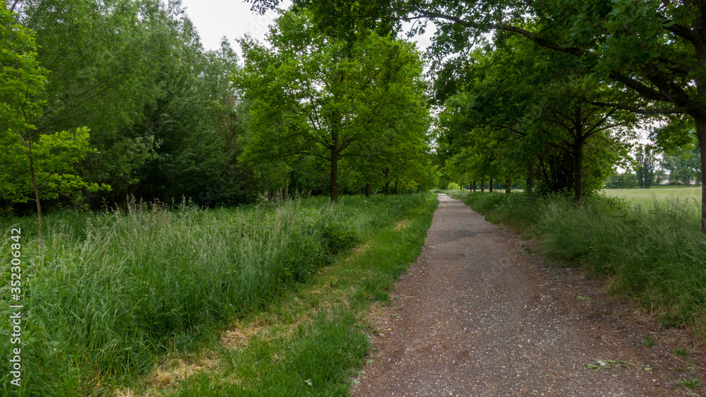 Countryside path surrounded by lush green. Countryside path surrounded by lush green.