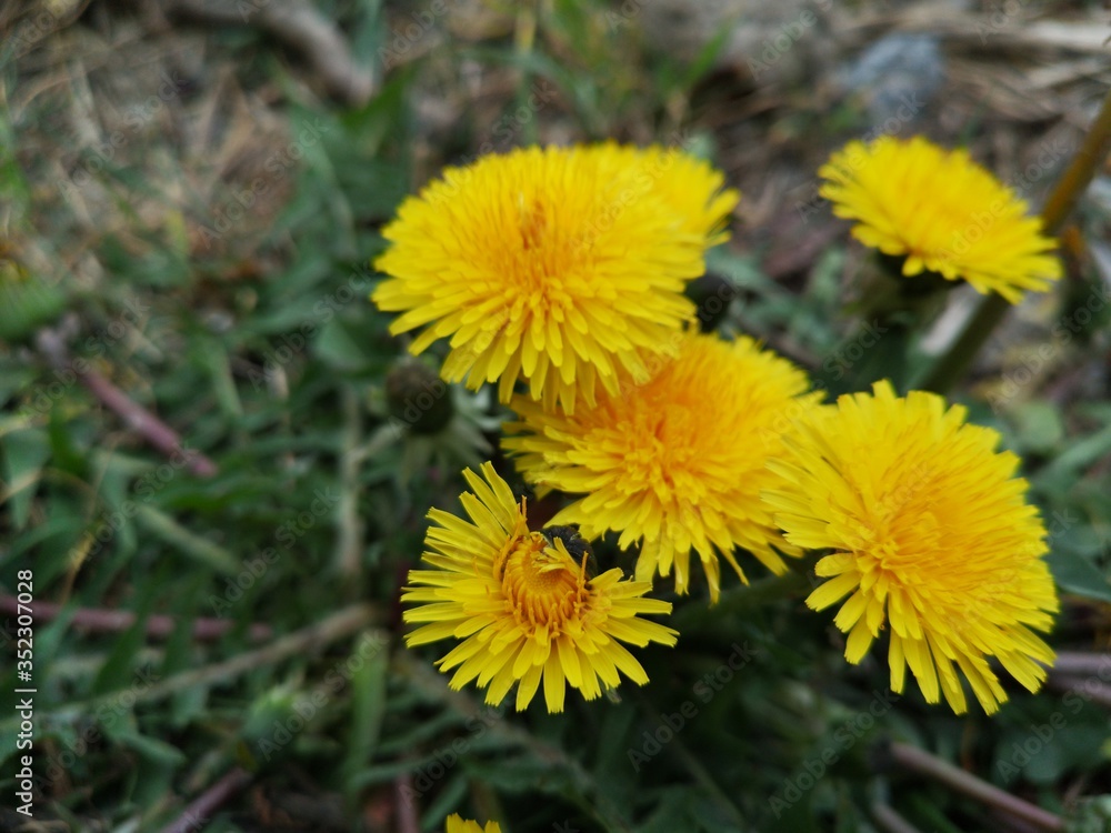 yellow dandelion flower yellow dandelion flower