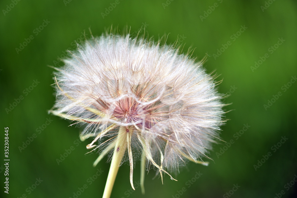 Fototapeta premium dandelion seed head