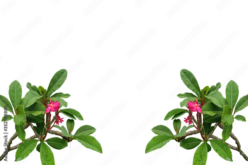 The background image of the double flower bouquet in bloom
The background image of the double flower bouquet in bloom