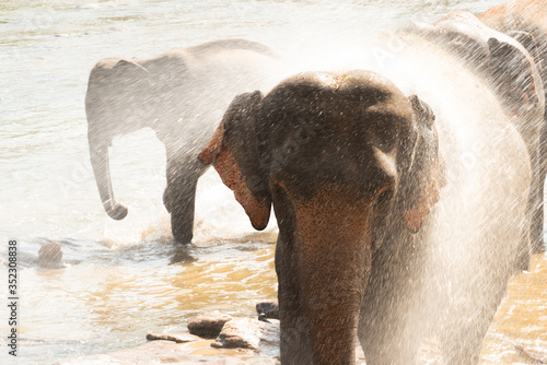 Pinnawala Elephant Orphanage is an orphanage, nursery and captive breeding ground for wild Asian elephants located at Pinnawala village,Kegalle town in Sabaragamuwa Province of Sri Lanka photo