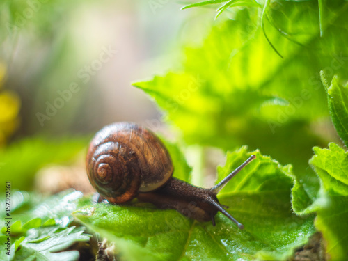 Snail gliding on the wet leaves in the garden. Snail close up. Nature life concept.