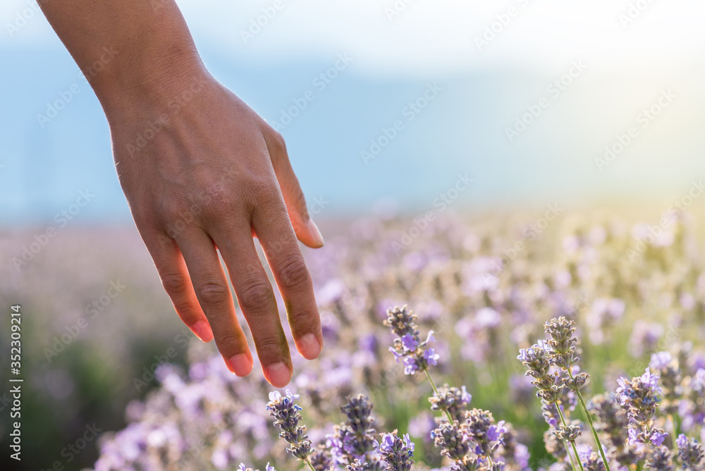 Fototapeta Touching the lavender.