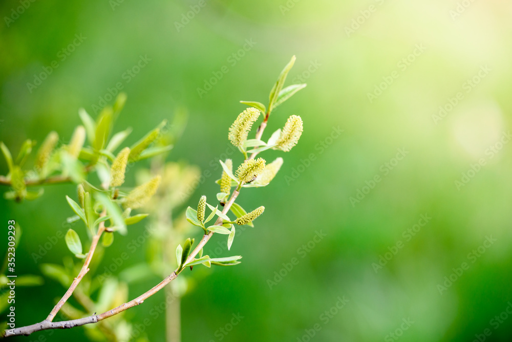 Green leaves on a branch-close-up. Beautiful summer background. Sunshine Green leaves on a branch-close-up. Beautiful summer background. Sunshine