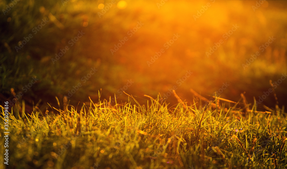 Grass in the forest on a blurred background during sunset in warm colors