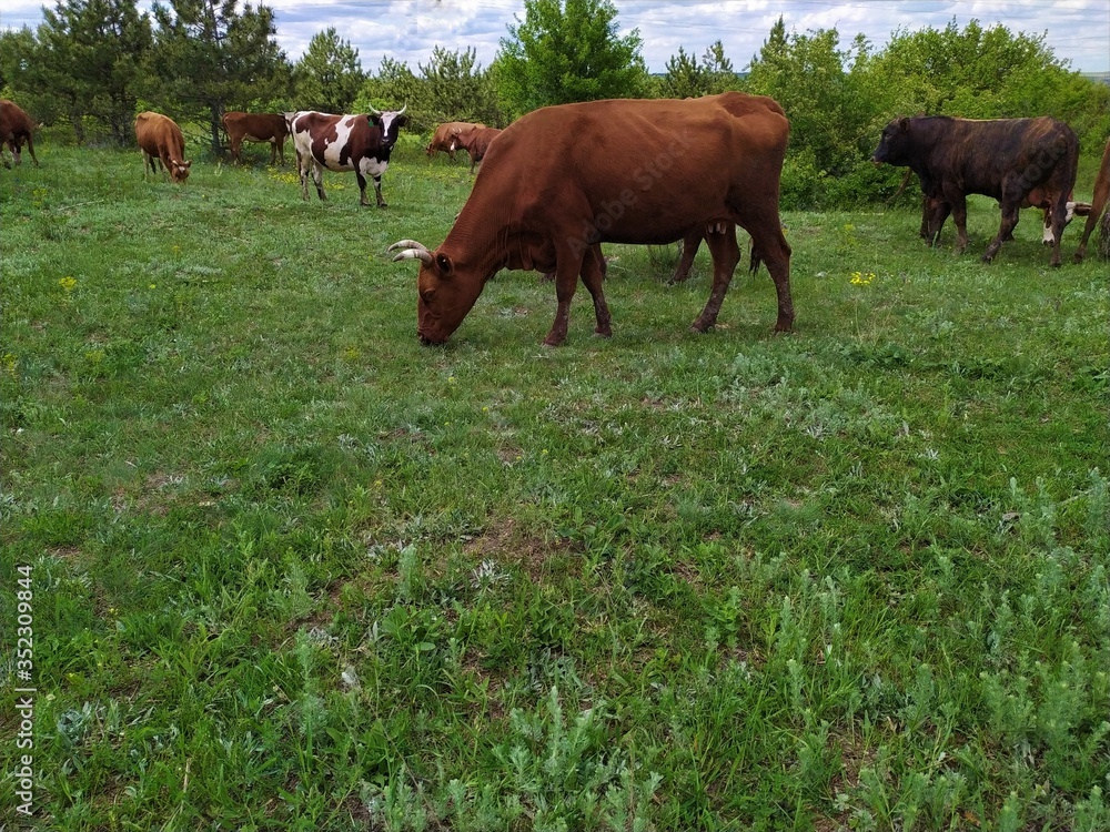 A herd of brownand spotted cows graze on a meadow in front of the forest in summer A herd of brownand spotted cows graze on a meadow in front of the forest in summer