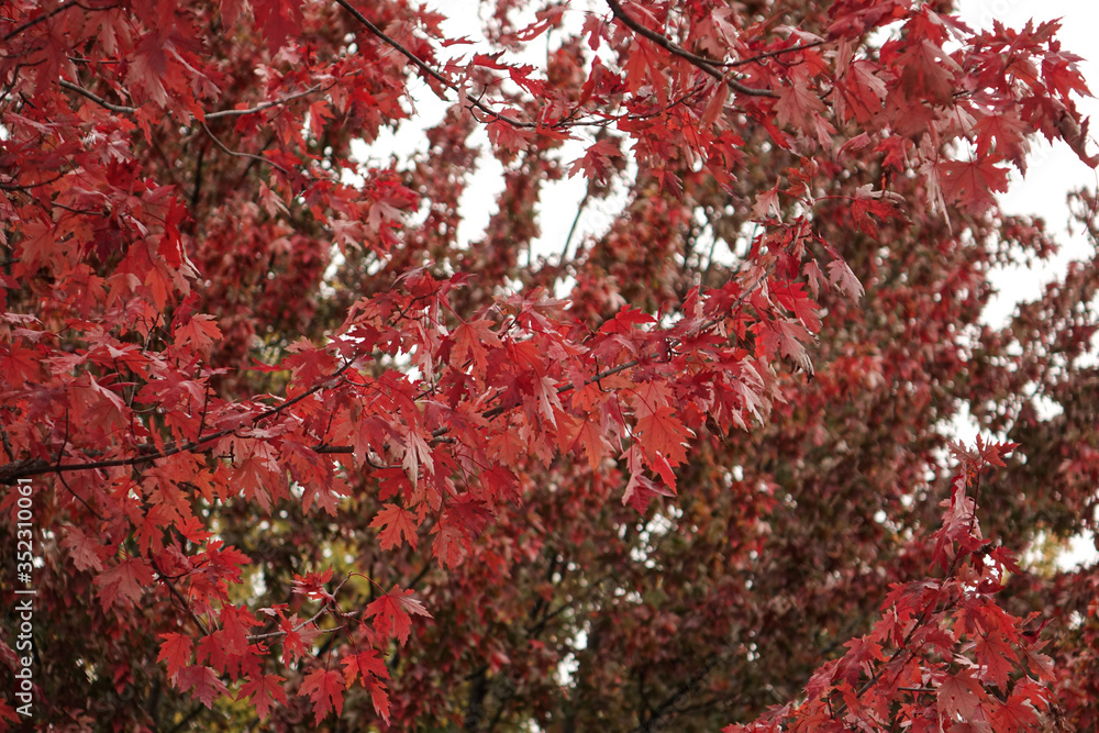 branches of red foliage on a maple tree in autumn time branches of red foliage on a maple tree in autumn time