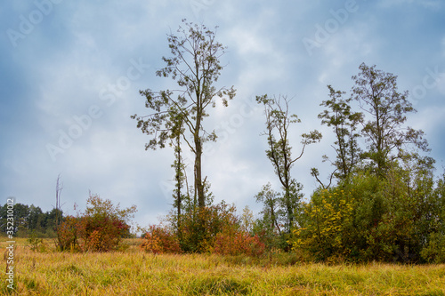Trees in a field among thick grass on a background of cloudy dramatic autumn sky