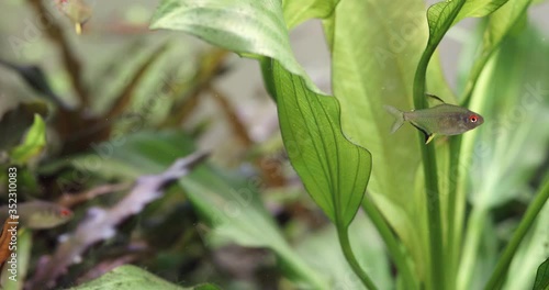 Freshwater aquarium with small fish Lemon Tetra Hyphessobrycon Pulchripinnis, green Echinodorus and Cryptocoryne plant background. photo