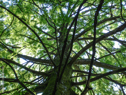 view from the bottom of a big tree with multiple branches facing all different directions against dense foliage on background