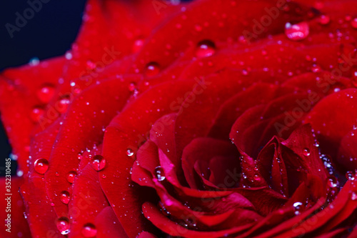 close-up beautiful red rose with water drops