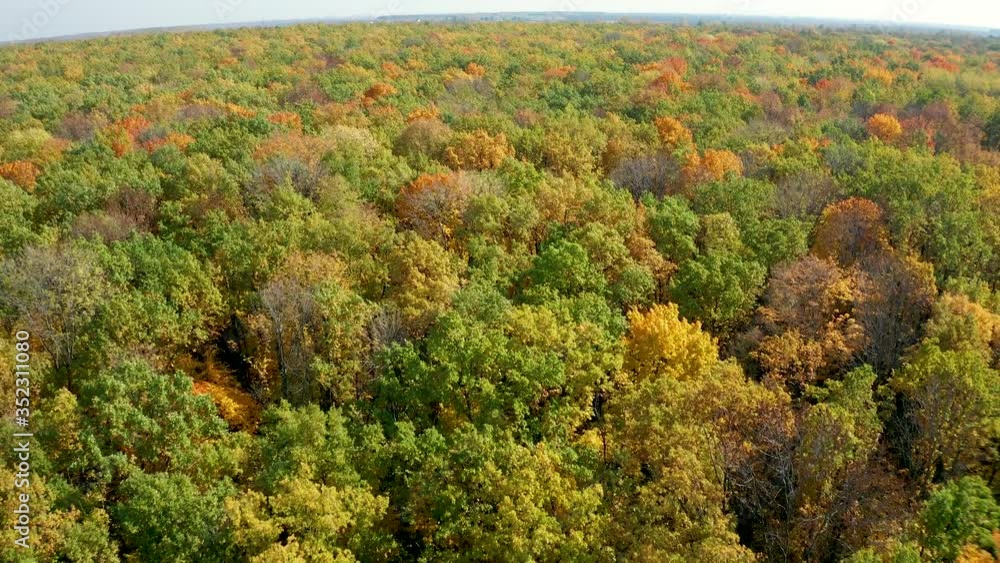 aerial drone flight over the tops of colorful trees in a bright yellow autumn forest aerial drone flight over the tops of colorful trees in a bright yellow autumn forest