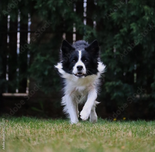 Border Collie running towards camera with dark background. Black and white dog enjoying its time outside.