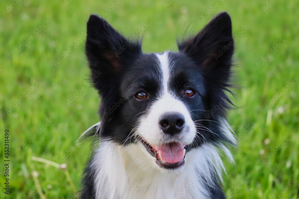 Head of Border Collie in the garden. Smiling black and white dog in Czech Republic with her tongue out. 