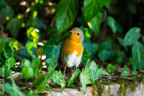 little orange bird peeps interestedly out of the grass photo