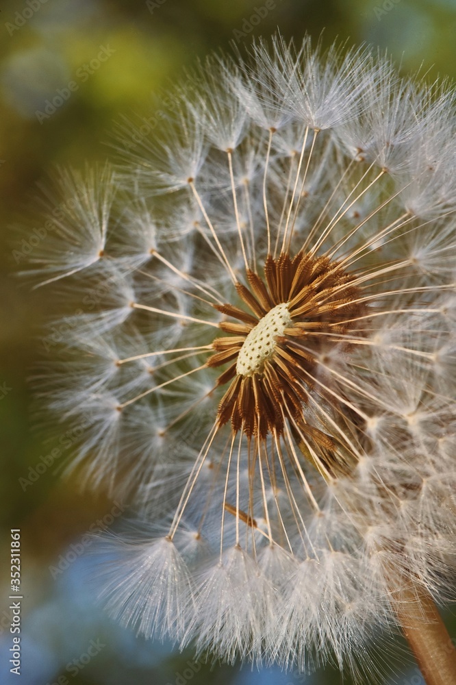 Fototapeta premium Blow Ball Half Gone Close Up