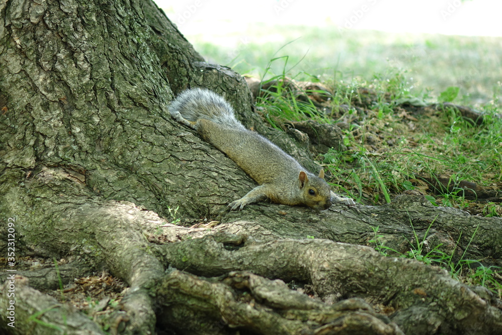 Root Squirrel Canadian squirrel sprawled on the roots of a tree, spreading its legs ...