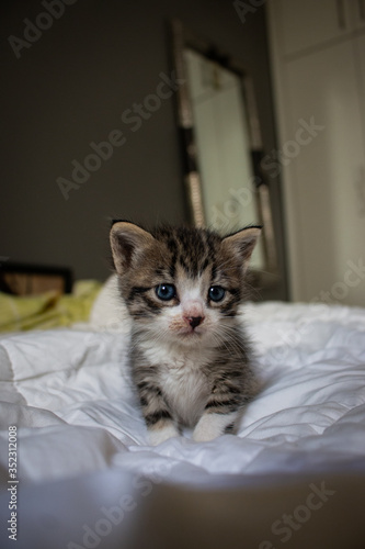 Cute Cat with Blue Eyes looking at the camera  © visualniz