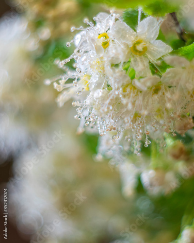 White flowers. Blooming tree with white flowers. Spring flowers background. © Gulsina