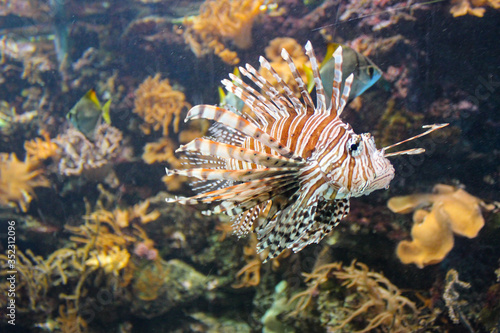 Red Lionfish - Beautiful And Dangerous Animals. A Very Dangerous Fish Of The Caribbean Sea