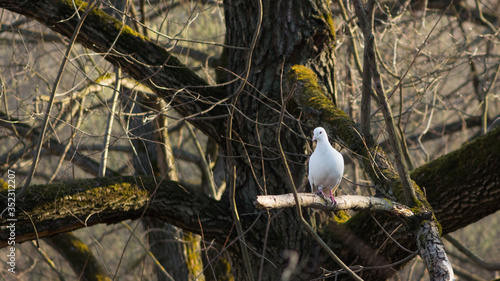 white dove / pigeon on a branch against a background of dark tree branches