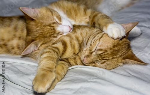 two sleeping orange friendly cats on white cotton sheets
