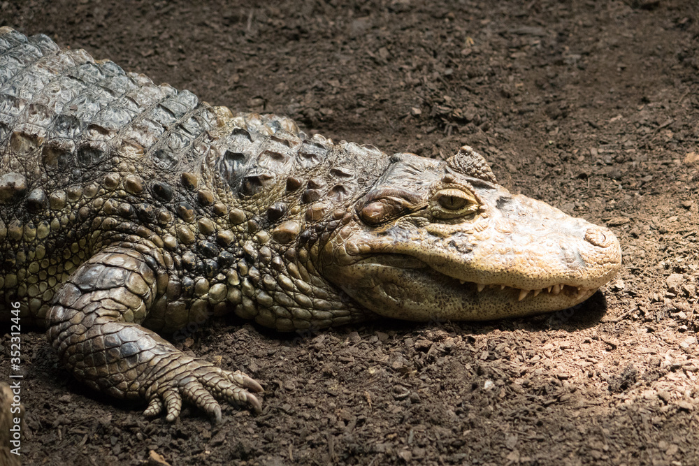 Reptile in a Barcelona Zoo. Crocodile / Alligator Reptile in a Barcelona Zoo. Crocodile / Alligator