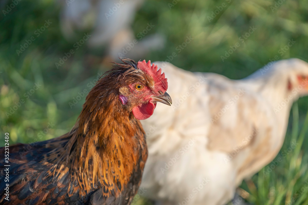 Naklejka premium Sulmtaler rooster and in the background a white Brahma chicken