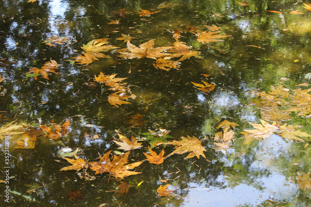 Autumn park with a lake inside with maple petals