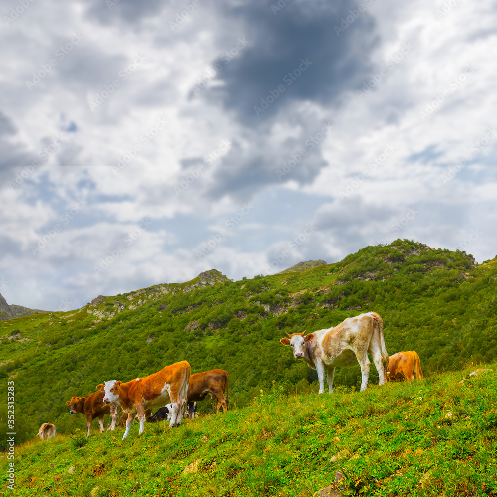 cow herd graze on a green hill slope under a dramatic cloudy sky cow herd graze on a green hill slope under a dramatic cloudy sky