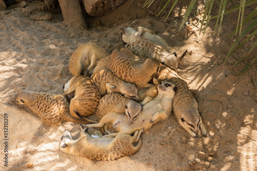 Fototapeta a company of meerkats sleeping on sand in one heap after dinner in the shade at the zoo