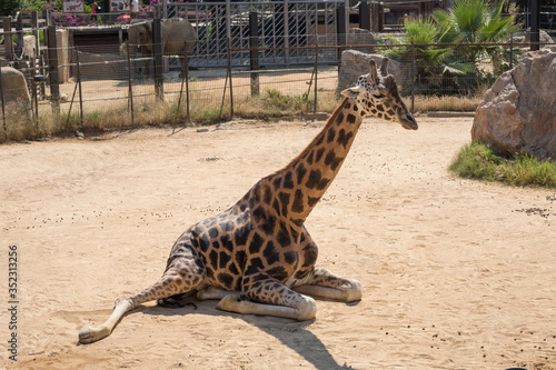 Giraffe basking outside on sand under the sun in a zoo