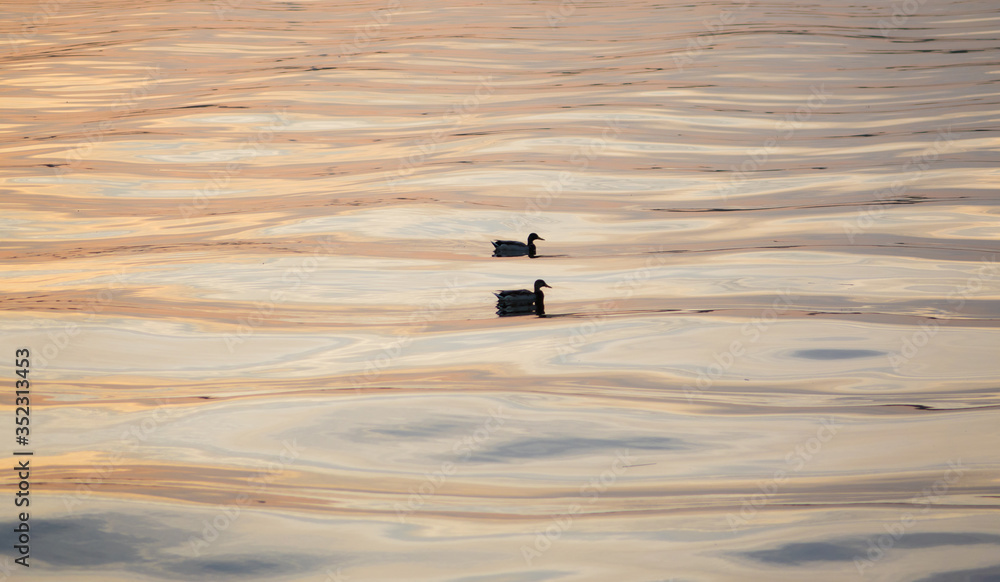 Fototapeta premium two ducks sway synchronously on the waves of the river at sunset. Wavy reflection on water surface during sunset with two ducks swaying