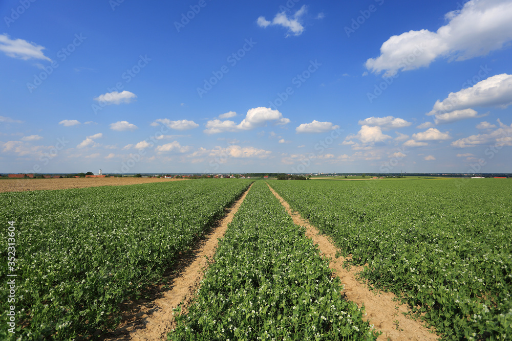 Krajobraz wiejski, pole z zielonym groszkiem, zielone kieki, przemysł rolniczy.	
