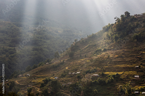 Beautiful fields of rice on trekking in Annapurna Cirquit  Nepal.