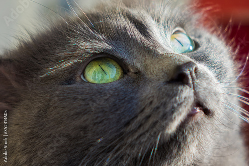 large frame of a cat's face. Russian blue cat or gray Nibelung with green eyes looks into the distance