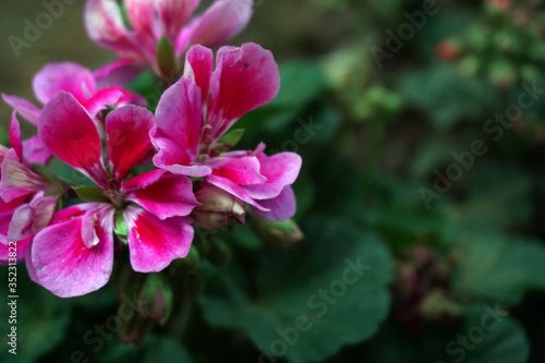 Pink flowers on green background