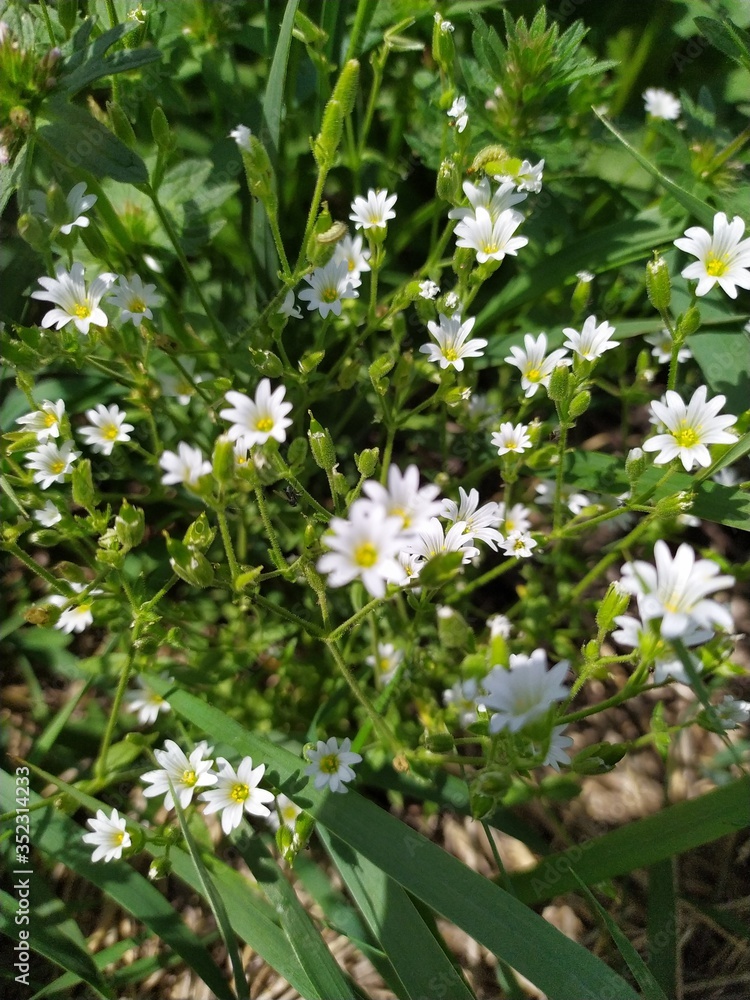 Small white delicate wild field flowers in the green grass Small white delicate wild field flowers in the green grass