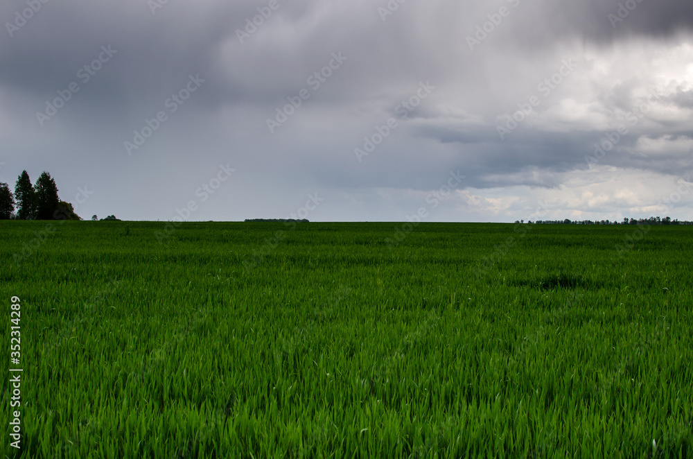 Heavy clouds over a green field on a windy day. In the field before the spring rain