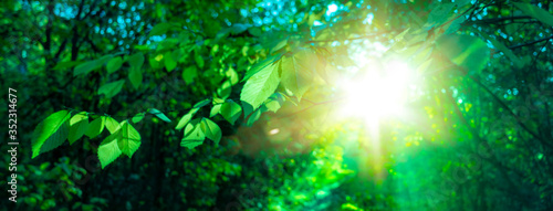 sun beautifully illuminatin from green leaf on blurred background natural leaves plants landscape, ecology, fresh wallpaper concept.
