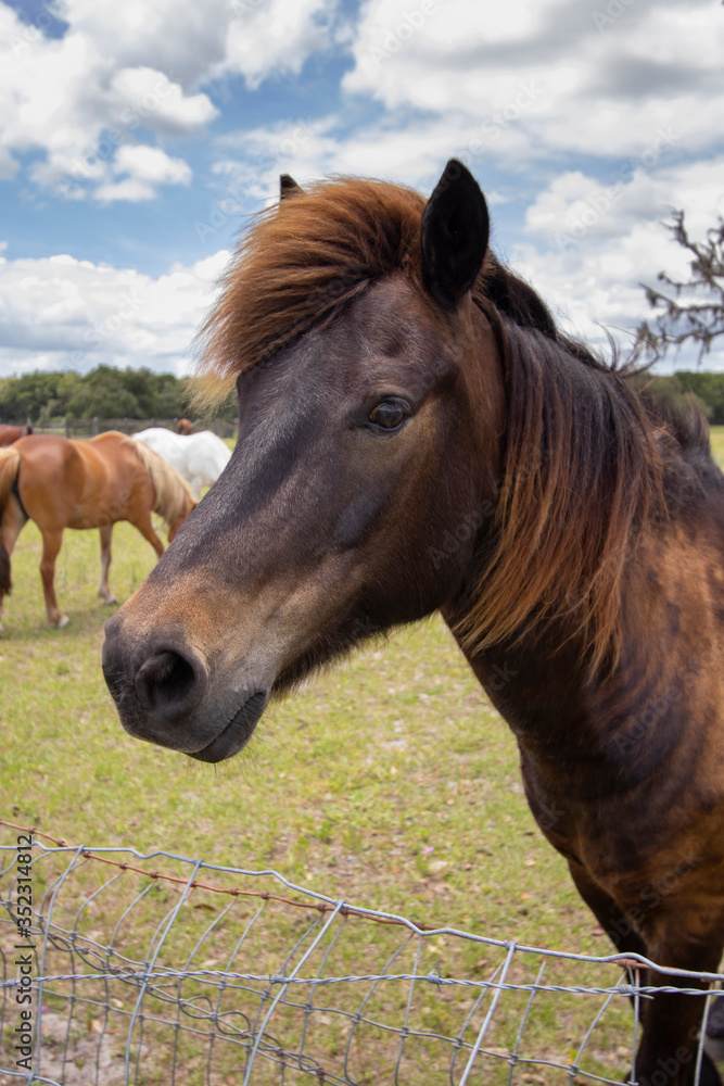 Horses on a ranch in north central Florida near Ocala Horses on a ranch in north central Florida near Ocala