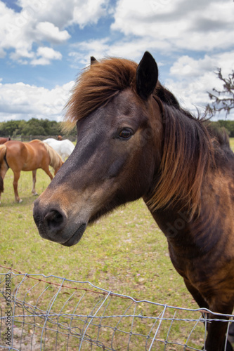 Horses on a ranch in north central Florida near Ocala © Tsado