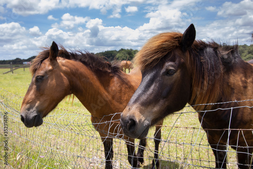 Horses on a ranch in north central Florida near Ocala © Tsado