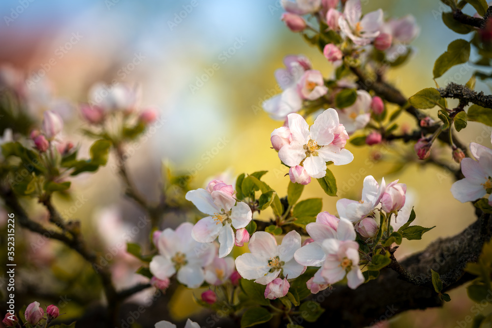 cherry blossom in spring cherry blossom in spring