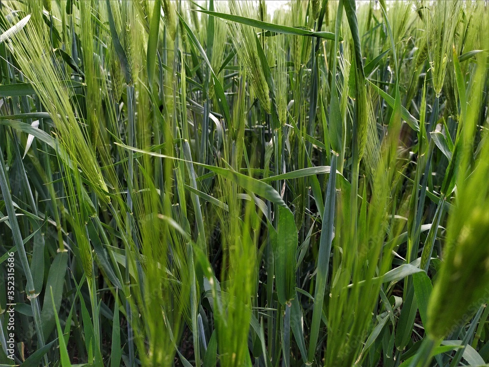 Fototapeta premium A greenfield of ears and grains under a blue sky
