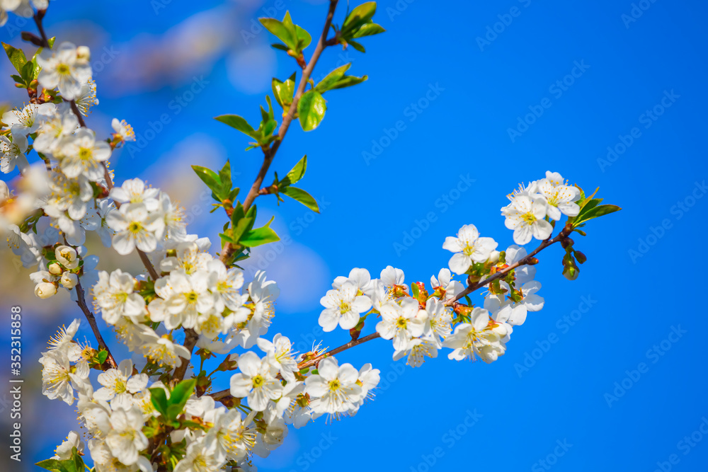 closeup apple tree branch in a blossom on a blue sky background closeup apple tree branch in a blossom on a blue sky background