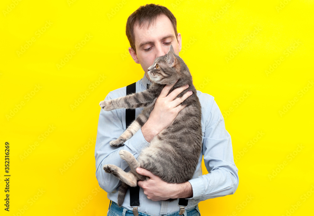 handsome man in blue shirt holding, hugging and kissing cute grey striped cat with outstretched paws on yellow background with copy space handsome man in blue shirt holding, hugging and kissing cute grey striped cat with outstretched paws on yellow background with copy space