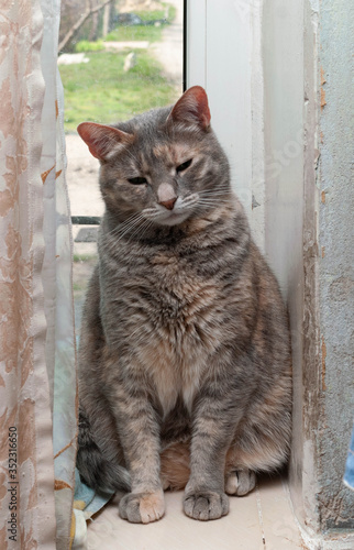adorable tabby grey cat sitting near wandow and looking at camera at home