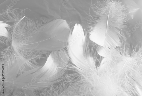 Beautiful abstract black feathers on white background and soft white feather texture on white texture pattern, dark theme wallpaper, gray feather background, gray banners, white gradient
